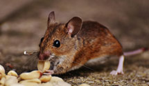 24 Hour & Emergency Exterminators in Richards, IA